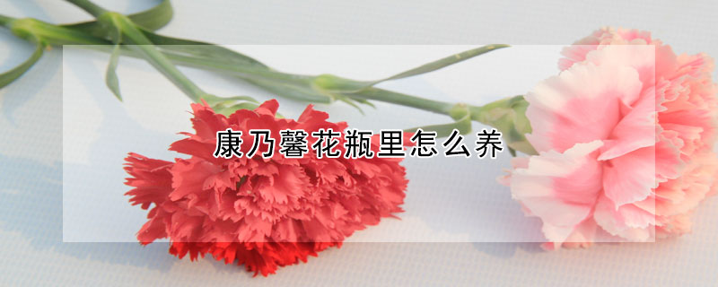 康乃馨花瓶里怎么养(康乃馨用什么花瓶)