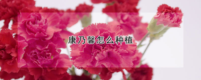 康乃馨怎么种植(康乃馨怎么种植和浇水)