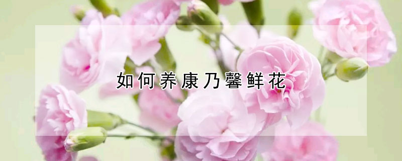 如何养康乃馨鲜花(康乃馨鲜花怎么养)