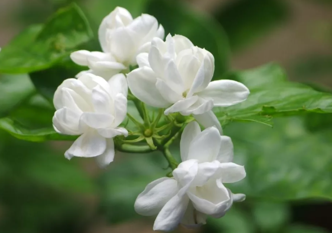 掌握这三点！轻松解决茉莉掉苞的问题(茉莉花苞总是掉)