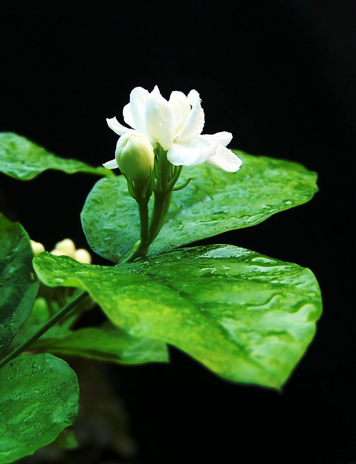 茉莉花茶在有什么功效及饮用禁忌？(茉莉花茶有功效吗)