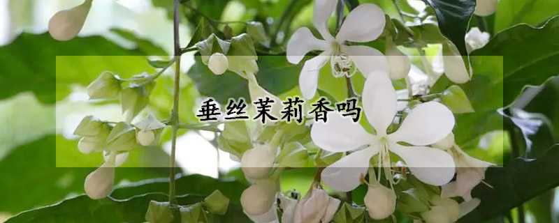 垂丝茉莉香吗(垂茉莉和垂丝茉莉区别)