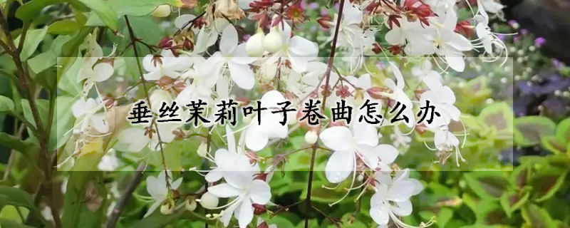 垂丝茉莉叶子卷曲怎么办(茉莉叶子卷曲干枯)