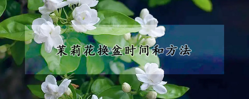 茉莉花换盆时间和方法(茉莉花换盆时间和方法图片)