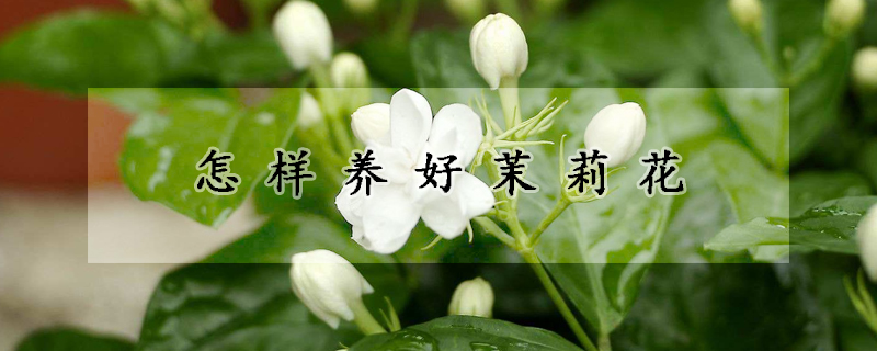 怎样养好茉莉花(怎样养茉莉花好)