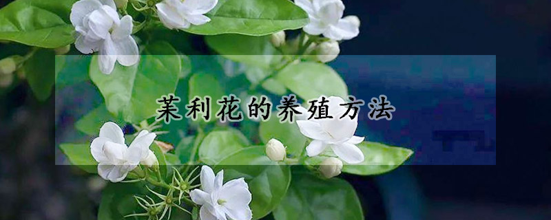 苿利花的养殖方法(木利花养殖)