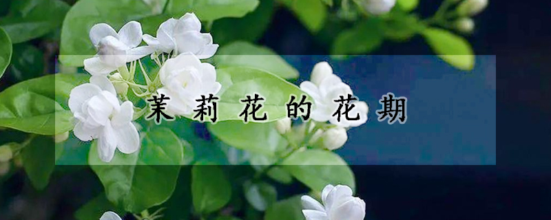 茉莉花的花期(茉莉花花期多长,一年开几次)