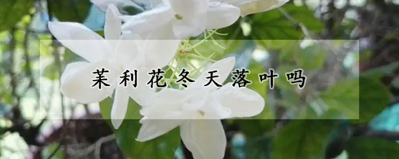 苿利花冬天落叶吗(冬天落叶的花有哪些)