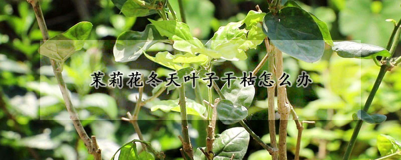 茉莉花冬天叶子干枯怎么办(茉莉花冬季枯叶)