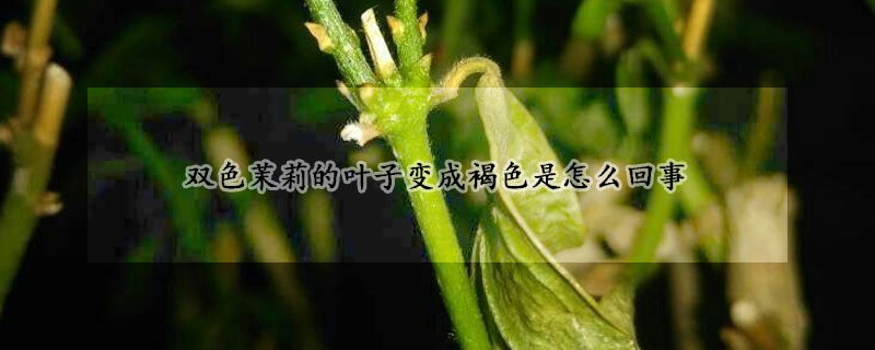 双色茉莉的叶子变成褐色是怎么回事(双色茉莉新叶是黄褐色)