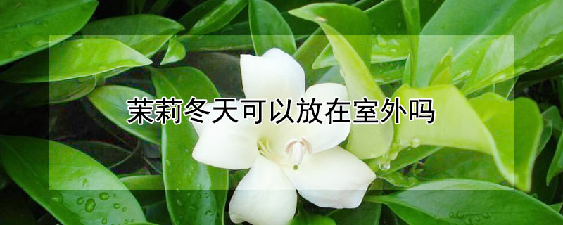 茉莉冬天可以放在室外吗(茉莉花冬天可以放外面吗)