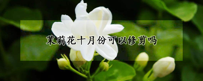 茉莉花十月份可以修剪吗(茉莉花这个季节可以修剪吗)