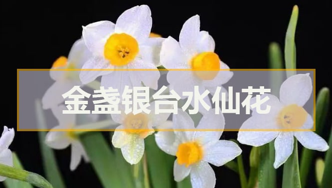 金盏银台水仙花(水仙花百叶金盏)