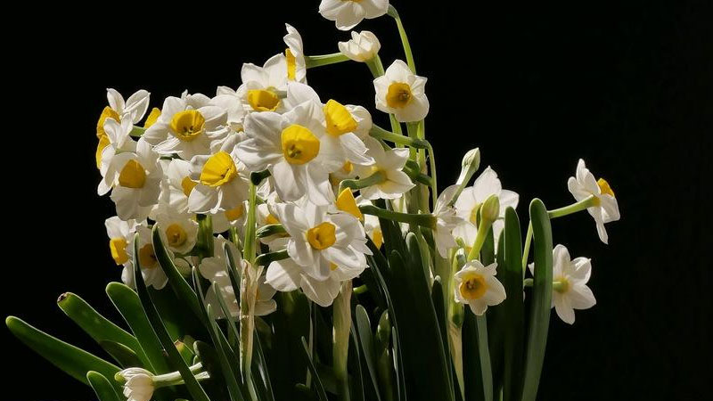 水仙花怎么开得快(水仙花怎么可以快点开花)