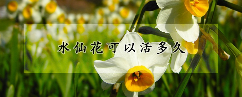 水仙花可以活多久(水仙花容易养活吗)