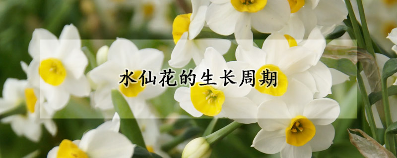 水仙花的生长周期(水仙花生长周期记录)