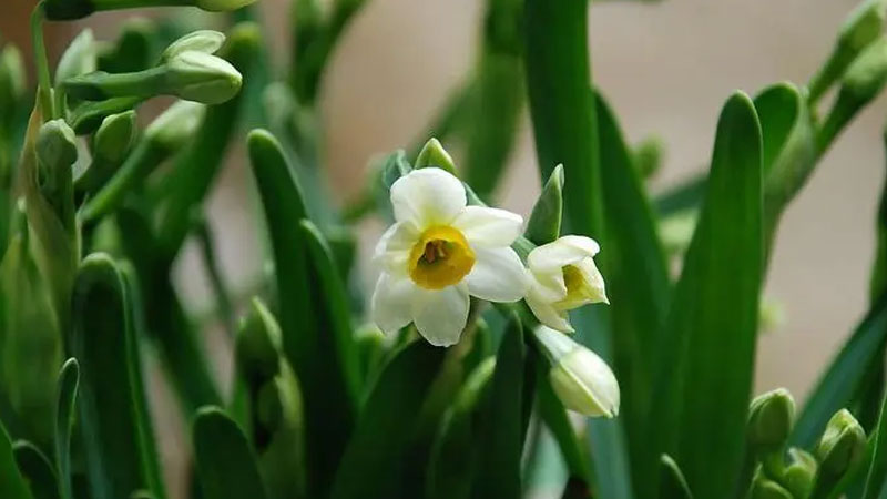 水仙开花以后怎么养(水仙花开花以后怎么养)