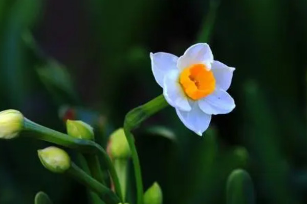 水仙花的生长过程