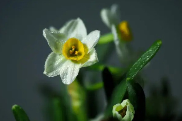 水仙花的生长过程