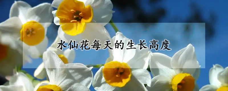 水仙花每天的生长高度(水仙花要长多高才开花)