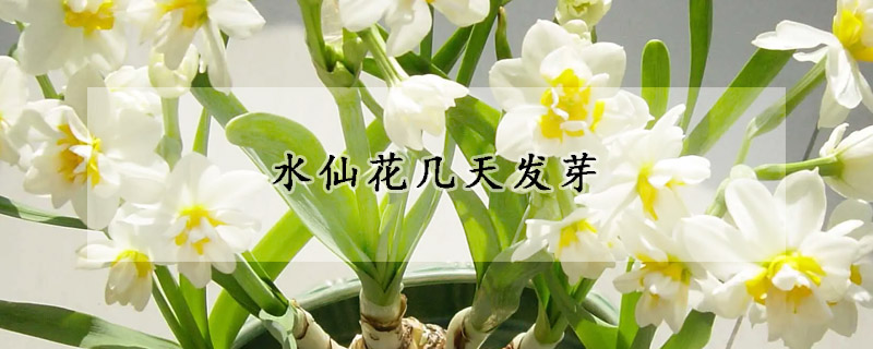 水仙花几天发芽(水仙花几天发芽出苗)