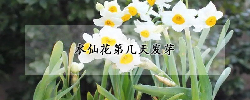 水仙花第几天发芽(水仙花第几天发芽第几天开花第几天结果)