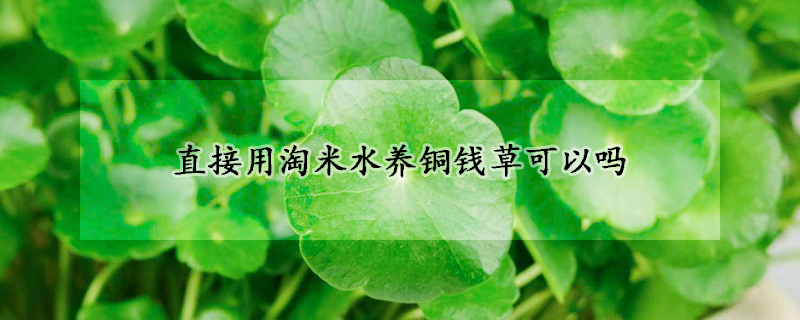 直接用淘米水养铜钱草可以吗(刚买的铜钱草怎么水养)