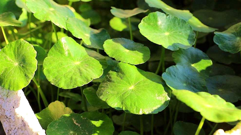 铜钱草怎么养(铜钱草的功效与作用铜钱草怎么养)