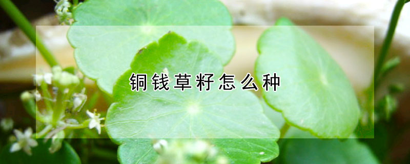 铜钱草籽怎么种(铜钱草用什么土种)