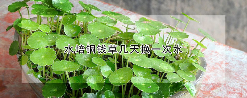 水培铜钱草几天换一次水(铜钱草可以一直水培吗)