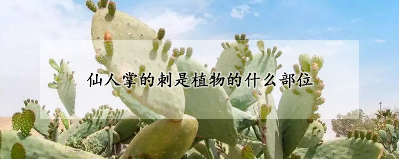 仙人掌的刺是植物的什么部位(仙人掌的刺是它的茎吗)