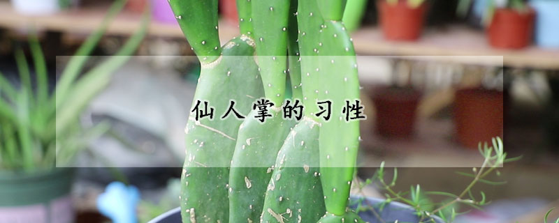 仙人掌的习性(仙人掌的特征是什么)