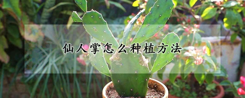 仙人掌怎么种植方法(仙人掌如何种植?)