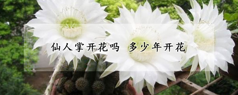 仙人掌开花吗 多少年开花(仙人掌一般几年开花)