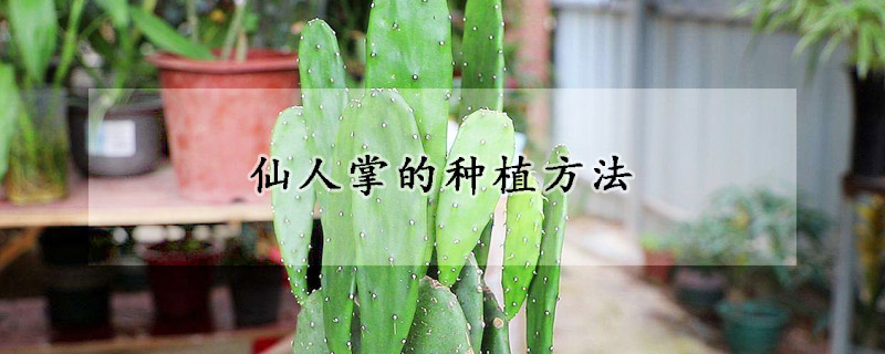 仙人掌的种植方法(仙人掌的种植方法图)