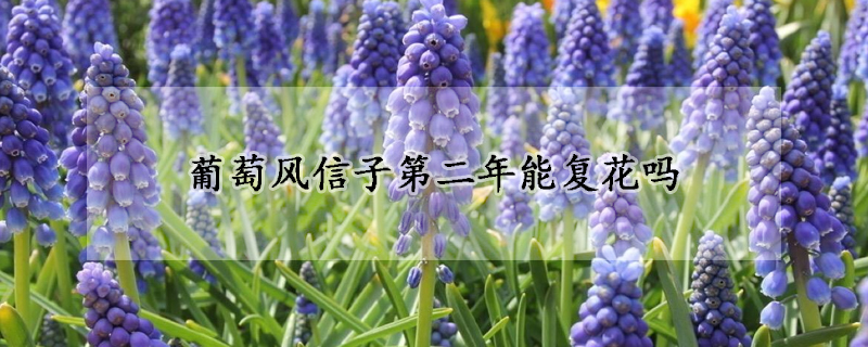 葡萄风信子第二年能复花吗(葡萄风信子开花后怎样留明年)