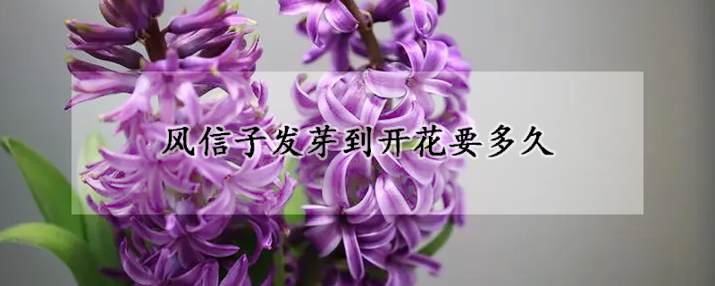 风信子发芽到开花要多久(风信子发芽到开花要多久时间)