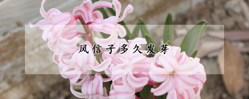 风信子多久发芽(风信子多久发芽开花)