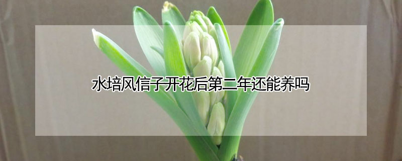 水培风信子开花后第二年还能养吗(风信子水培多久能开花)