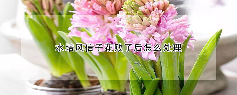 水培风信子花败了后怎么处理(水培风信子花心烂了)