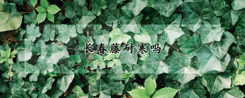 长春藤耐寒吗(常春藤耐寒吗注意事项)