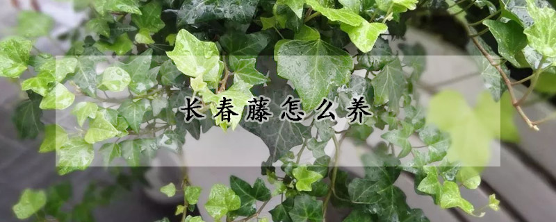 长春藤怎么养(长春藤怎么养粗)