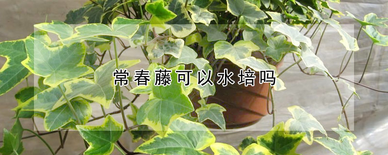 常春藤可以水培吗(常春藤可以水培养吗)