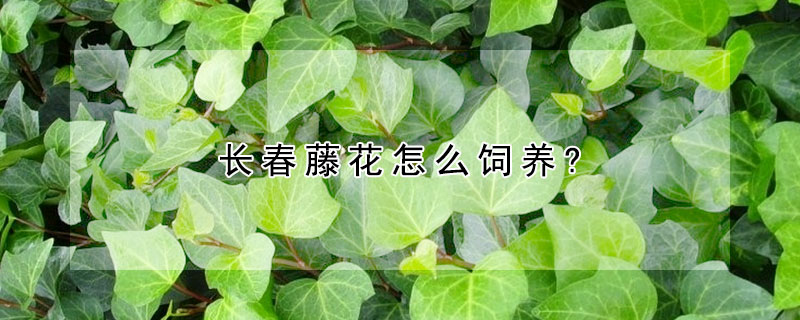 长春藤花怎么饲养?(长春藤用什么花盆)