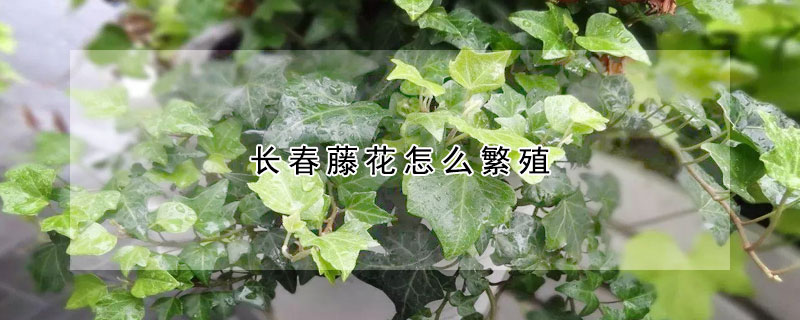 长春藤花怎么繁殖(长春藤的花)