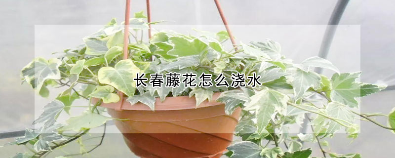 长春藤花怎么浇水(常春藤怎么浇水 常春藤怎么养)