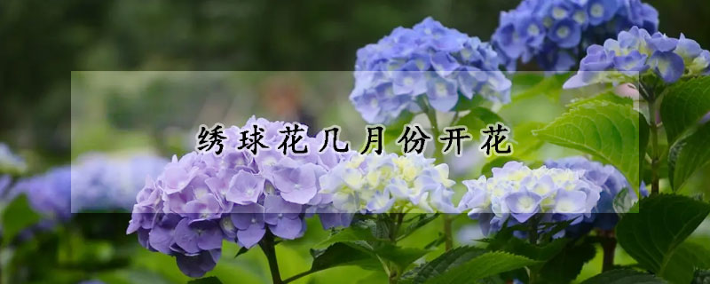 绣球花几月份开花(绣球花几月份开花,花季长吗)