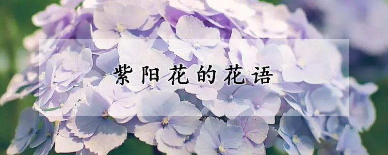 紫阳花的花语(紫阳花的花语善变)