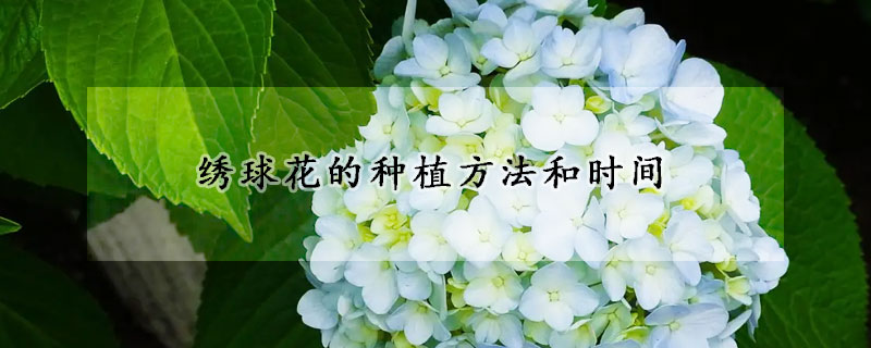 绣球花的种植方法和时间(绣球花的种植方法和时间图片)