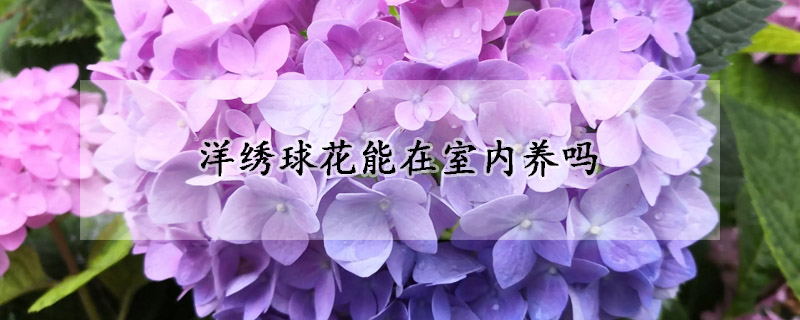 洋绣球花能在室内养吗(绣球花能在室外养吗)